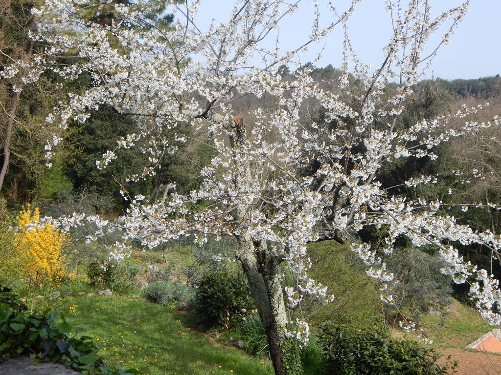 莱里奇I Lecci住宿加早餐旅馆 外观 照片